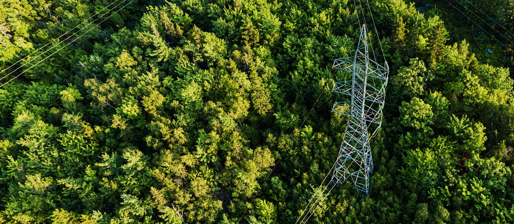 Flygfoto av elledningar och skog.